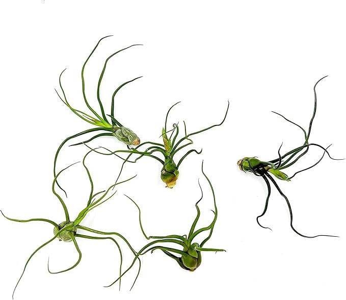 ragnaroc Air Plants - Flowering Tillandsia Bulbosa Guatemala, Large 3-5" - 5ct - Live Arrival Guaranteed - House Plants for Home Decor & Gift