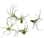ragnaroc Air Plants - Flowering Tillandsia Bulbosa Guatemala, Large 3-5" - 1ct - Live Arrival Guaranteed - House Plants for Home Decor & Gift