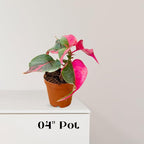 Alternanthera Party Time Live Plant in 2” Pot – Pink and Green Foliage – Foliage for Gardens & Landscapes - Easy Care Outdoor Plant - Green and Pink Shrub