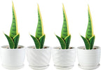 sietpoek Plant Pots - 4.7 Inch Cylinder Ceramic Planters with Connected Saucer, Pots for Succuelnt and Little Snake Plants, Set of 4, White