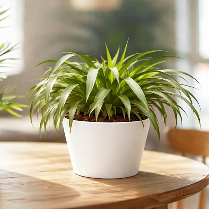 Spider Plant Hawaiian (4 inch) - Air-Purifying Houseplants - 4/6 inch Unique Live Decorative Houseplants - Low-Maintenance Indoor Plants, House Warming Gift, Natural Air Purifier