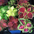 Beautiful 100 Coleus Seeds Rainbow Mix House Plant Ornamental