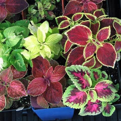 Beautiful 100 Coleus Seeds Rainbow Mix House Plant Ornamental