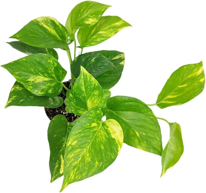 Golden Pothos (8"+ Grower Pot) - Trailing Air- Purifying, Easy to Grow Houseplant - Live Healthy Houseplant for Home Office Decoration