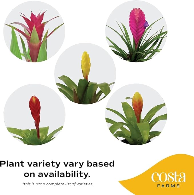 Costa Farms Bromeliad Live Plant | Blooming Flowers, 20-Inches Tall | Live Indoor Houseplant in Garden Flower Pot | Color Varies | Housewarming Gift | Home, Office and Room Decor
