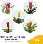 Costa Farms Bromeliad Live Plant | Blooming Flowers, 20-Inches Tall | Live Indoor Houseplant in Garden Flower Pot | Color Varies | Housewarming Gift | Home, Office and Room Decor