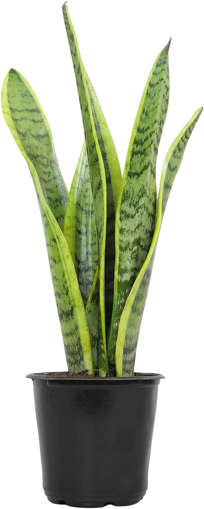 Live Snake Plant, Sansevieria trifasciata Laurentii, Fully Rooted Indoor House Plant in Pot, Mother in Law Tongue Sansevieria Plant, Potted Succulent Plants, Sansevieria laurentii by Plants for Pets