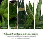 BubbleBlooms Sansevieria Snakeplant Variety Bundle, Braided cylindrica Dragon Fingers, Samurai Dwarf ehrenbergii, Cylindrical Starfish Snake Plant boncel