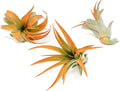 Tangerine Colorful Tillandsia Air Plants - Long Lasting Color Enhanced Live Tillandsia Succulent House Plants - Home And Garden Decor - Easy Care Indoor/Outdoor Plants (Brachycaulos Abdita, Pack of 3)
