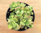 Sprout N Green Bear’s Paws, Live Succulent Fully Rooted in 4" Pots with Soil Mix, Rare House Plant for Home Office Indoor Outdoor Wedding Decor, DIY Projects, Party Favor