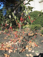 RedCrocus Sparkleberry Winterberry Ilex verticillata- Vibrant Red Berries, Deciduous Shrub, Attracts Pollinators, Deer Resistant, Container Friendly, Pet Safe, Ideal for Gardens 3 Gallon