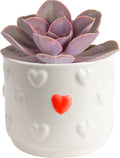 Costa Farms Echeveria, Succulent Live Plant in Decorative Pot, Succulent Indoor Houseplant, Perfect for Home, Room, or Office Decor, Great House Warming or Birthday Gift, 4-6 Inches Tall