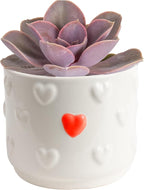 Costa Farms Echeveria, Succulent Live Plant in Decorative Pot, Succulent Indoor Houseplant, Perfect for Home, Room, or Office Decor, Great House Warming or Birthday Gift, 4-6 Inches Tall