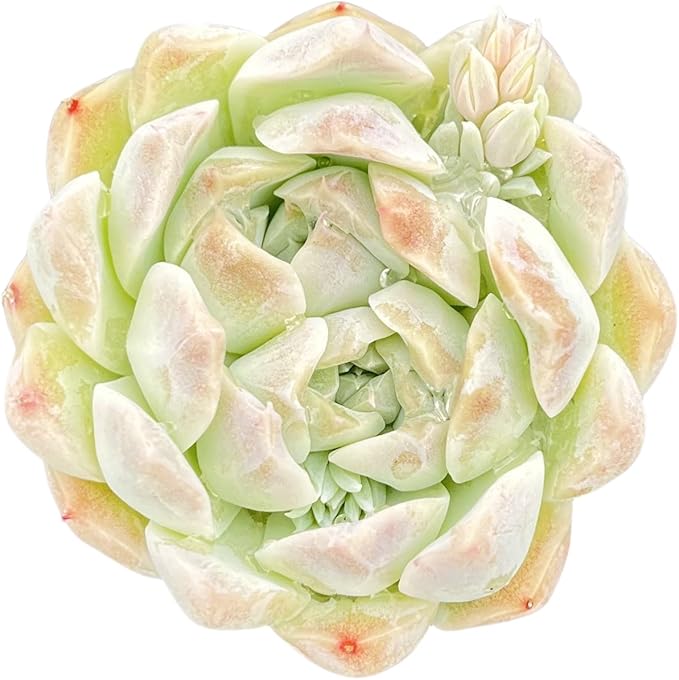 Sprout N Green Echeveria Peach Queen, 1 Live Succulent Plant Fully Rooted in 2" Pot, House Plant for Indoor Outdoor Home Office Wedding Decoration DIY Project Party Favor