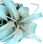 XL Xerographica Colored Air Plant, Live Tillandsia House Plant, Easy Care Indoor Outdoor, Great Gift, Healthy Arrival Guaranteed (Jade)