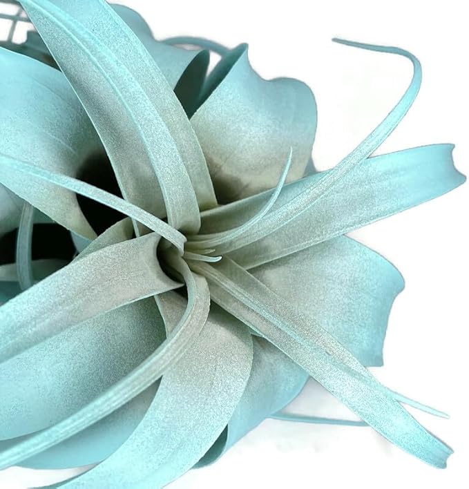 XL Xerographica Colored Air Plant, Live Tillandsia House Plant, Easy Care Indoor Outdoor, Great Gift, Healthy Arrival Guaranteed (Jade)