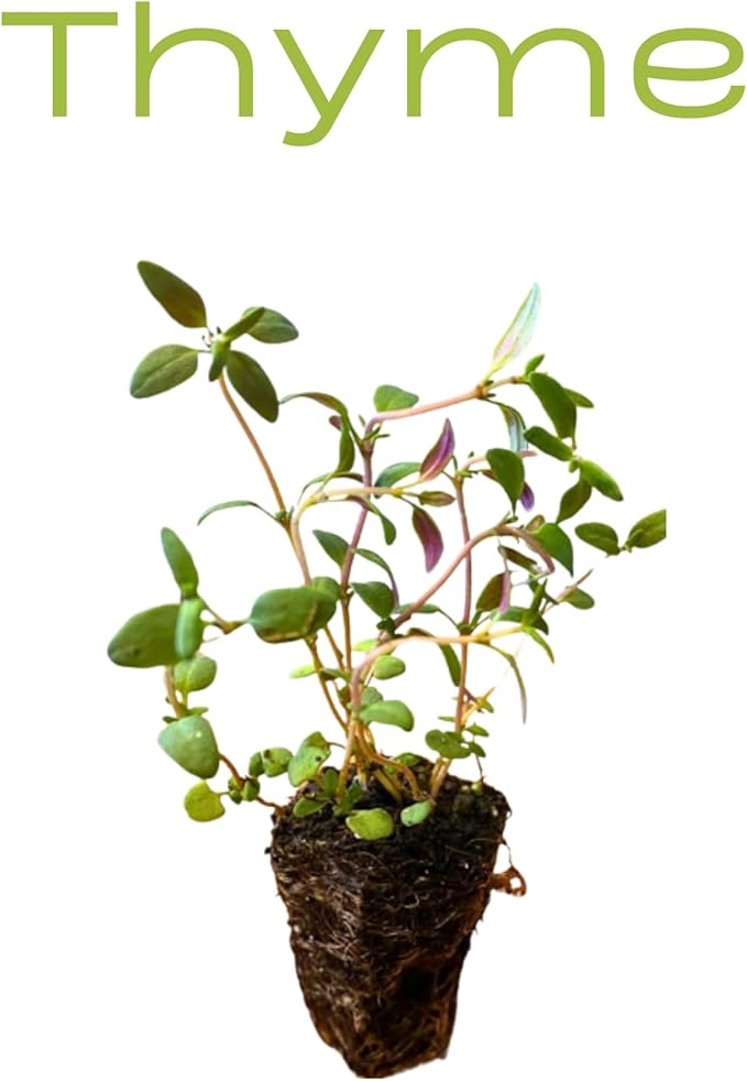 5 Live Herb Plants Seedling Plug Size –Thyme, Sage, Oregano, Peppermint & Rosemary | Ready-to-Plant Garden Starter Plugs (Not Potted)
