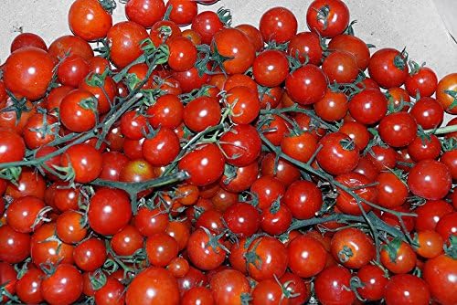 20 Italian Sicilian Ciliegino Cherry Tomato Seeds, Heirloom Non-GMO, Rare, Classic, Indeterminate, Open-Pollinated, Productive, Delicious US Grown Solanum lycoperscium