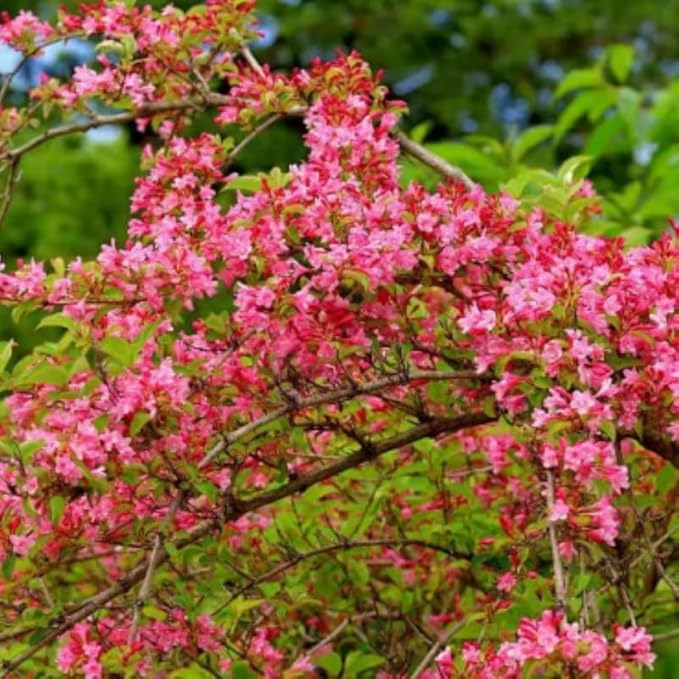 Pink Weigela Live Plant, Spring Blooming Shrub in 4” Pot, Hardy Perennial Flowering Bush for Garden Borders, Cold Hardy, Dormant in Winter