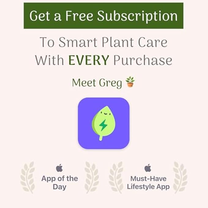 American Plant Exchange Stromanthe Triostar – 10-Inch Pot – Live Tropical Houseplant with Pink, Green & Cream Variegated Leaves, Pet-Friendly Easy Care Plant for Indoor Jungle & Home Décor