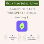 American Plant Exchange Stromanthe Triostar – 10-Inch Pot – Live Tropical Houseplant with Pink, Green & Cream Variegated Leaves, Pet-Friendly Easy Care Plant for Indoor Jungle & Home Décor