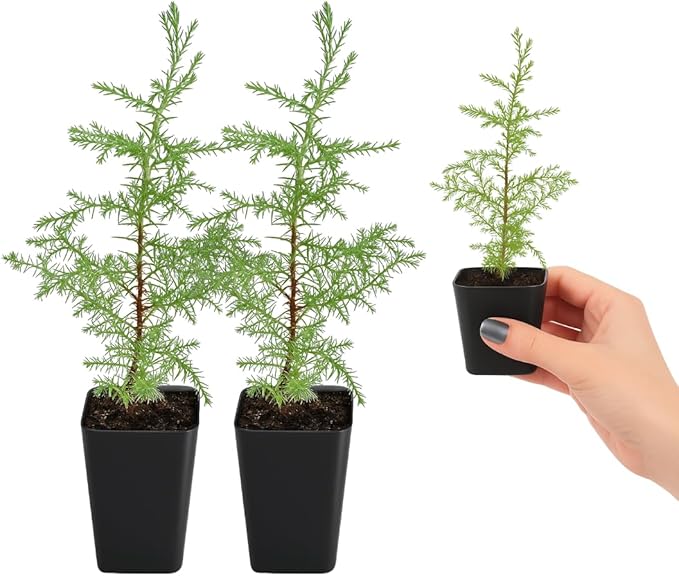 My Shelfie – Arizona Cypress Bonsai Starter Tree (Cupressus arizonica), 2-Inch Live Evergreen Plant for Indoor or Outdoor Bonsai Garden, Home & Living Room Décor (2)