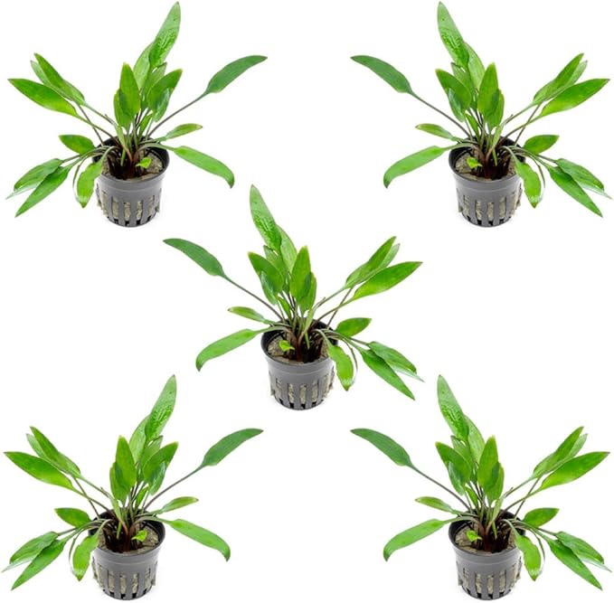 SubstrateSource Cryptocoryne Live Aquarium Plants - Freshwater Plant for Aquariums, Planted Fish Tanks - Beginner Friendly (Lutea, 5 Pots (20-25 Plants))
