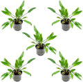 SubstrateSource Cryptocoryne Live Aquarium Plants - Freshwater Plant for Aquariums, Planted Fish Tanks - Beginner Friendly (Lutea, 5 Pots (20-25 Plants))