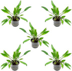 SubstrateSource Cryptocoryne Live Aquarium Plants - Freshwater Plant for Aquariums, Planted Fish Tanks - Beginner Friendly (Lutea, 5 Pots (20-25 Plants))