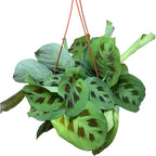 Live Plant, Green Maranta Prayer Plant, Pet-Friendly, Air Purifying, Gorgeous Live Indoor Plant, Easy to Care and Rare Variety 6 inch Pot