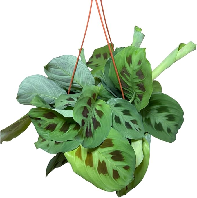 Live Plant, Green Maranta Prayer Plant, Pet-Friendly, Air Purifying, Gorgeous Live Indoor Plant, Easy to Care and Rare Variety 6 inch Pot