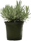 American Plant Exchange English Lavender – 6-Inch with Pot – Live Fragrant Flowering Herb Plant, Edible Aromatic Greenery for Home, Garden, Patio, or Balcony Decor