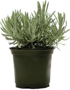 American Plant Exchange English Lavender – 6-Inch with Pot – Live Fragrant Flowering Herb Plant, Edible Aromatic Greenery for Home, Garden, Patio, or Balcony Decor