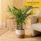 Costa Farms Majesty Palm Live Plant in Decorative Pot, Indoor Houseplant, Perfect for Home, Room, or Office Decor, Great House Warming or Birthday Gift, 3-4 Feet Tall