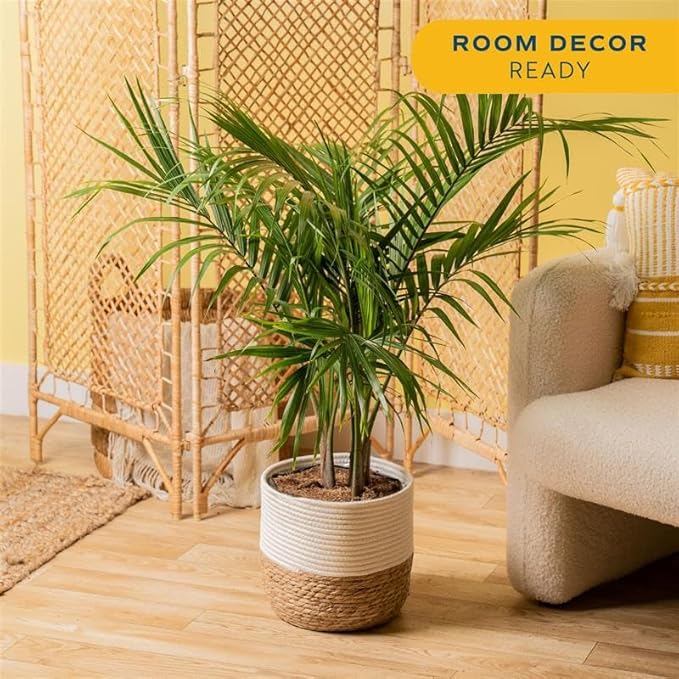 Costa Farms Majesty Palm Live Plant in Decorative Pot, Indoor Houseplant, Perfect for Home, Room, or Office Decor, Great House Warming or Birthday Gift, 3-4 Feet Tall