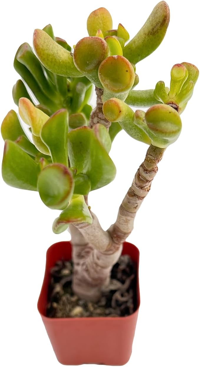 Sprout N Green Crassula Shrek's Ear, Rare Cute Jade Succulent Plant Fully Rooted in 2" Pot, Keep Away from Your Pets
