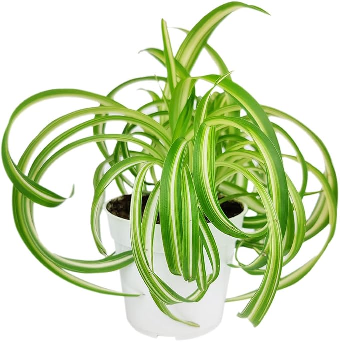 Spider Plant (4'' Grower Pot) - Air Purifying and Live Healthy Houseplant - Easy to Grow, Easy to Care Indoor Houseplant - Fully Rooted in 2/4/4.5/5/6 inch Sizes
