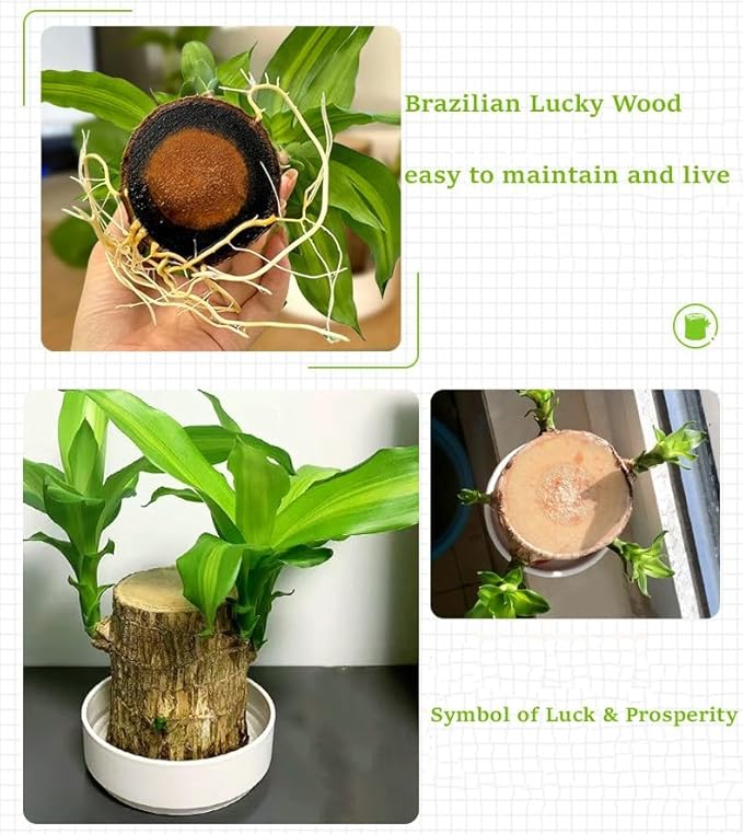Brazilian Wood Plant,Mini Brazil Lucky Wood,Swelling Stage,Nearing Germination Lucky Tree,Budding Takes just 7-15 Days,Brazilian Tree Perfect for Home,Office Desktop Decoration (with Panda Statue)