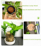 Brazilian Wood Plant,Mini Brazil Lucky Wood,Swelling Stage,Nearing Germination Lucky Tree,Budding Takes just 7-15 Days,Brazilian Tree Perfect for Home,Office Desktop Decoration (Without Panda Statue)