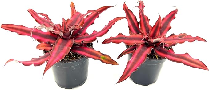 ragnaroc Live Plants – Cryptanthus ‘Red Star‘, 4-8" in 4" Pot - 1ct - Live Arrival Guaranteed - Succulents and House Plants for Home Decor & Gift