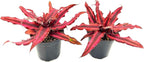 ragnaroc Live Plants – Cryptanthus ‘Red Star‘, 4-8" in 4" Pot - 1ct - Live Arrival Guaranteed - Succulents and House Plants for Home Decor & Gift