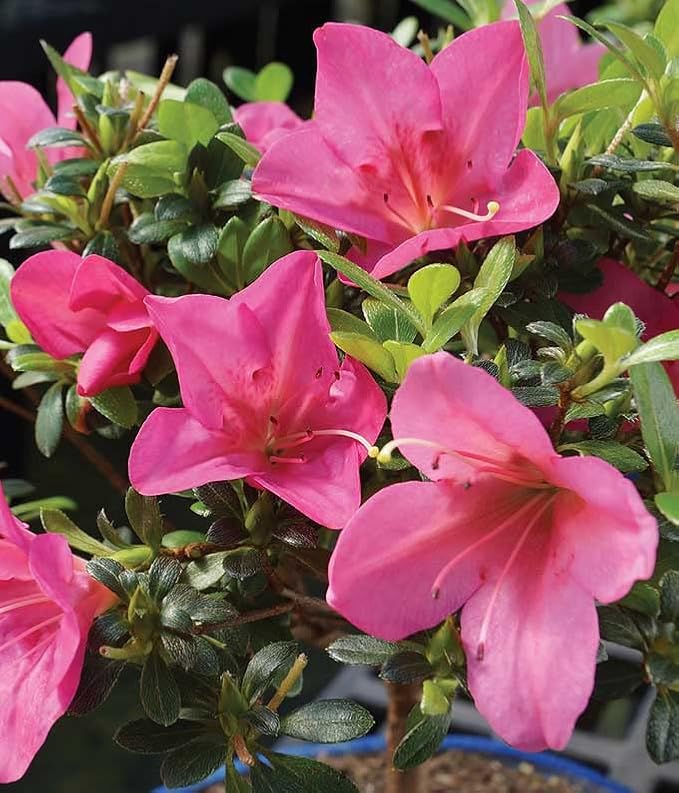 From You Flowers - Pink Azalea Bonsai for Birthday, Anniversary, Get Well or Celebration
