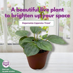 BubbleBlooms Green Ripple Peperomia Frost in a 2 inch Pot Emerald Ripple Pepper, caperata, albovittata