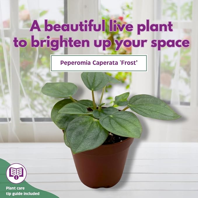 BubbleBlooms Green Ripple Peperomia Frost in a 2 inch Pot Emerald Ripple Pepper, caperata, albovittata