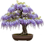 Wisteria Bonsai Tree Seedling for Planting - 1 Year Old Well Rooted Seedling - Fast-Growing Ornamental Tree with Violet-Purple Flowers and Fragrant Sweet Scent