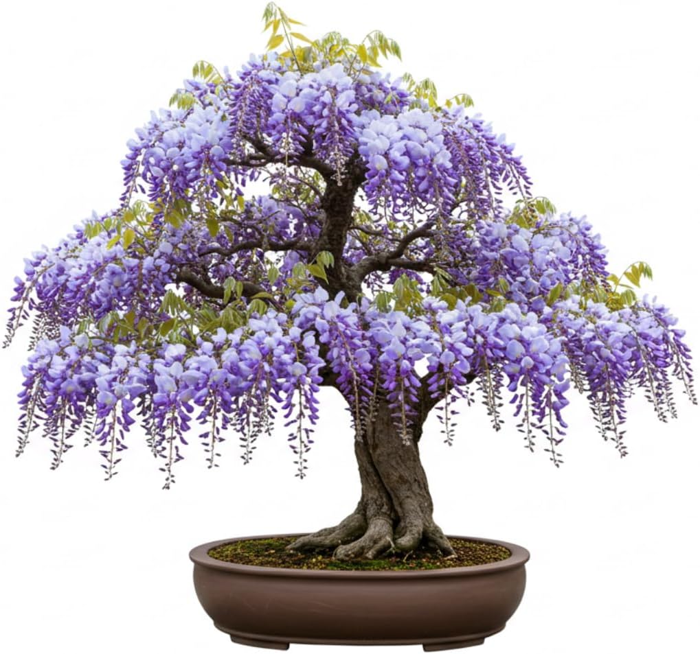 Wisteria Bonsai Tree Seedling for Planting - 1 Year Old Well Rooted Seedling - Fast-Growing Ornamental Tree with Violet-Purple Flowers and Fragrant Sweet Scent