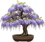 Bonsai Tree Chinese Wisteria Tree Seeds, 10 Pack - Highly Prized Flowering Bonsai, Wisteria sinensis - 10 Seeds to Grow