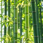Bamboo Seeds for Planting, 500+ Dwarf Rare Bamboo Seeds Exotic and Fast Growing, Green Bamboos for Indoor or Outdoor