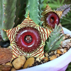 Starfish Cactus Plant in 2 Inch Pot, Live Indoor Succulent for Pot and Hanging Basket, Easy Care Indoor, Outdoor Plants