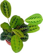 Live Plant, Red Maranta Prayer Plant, Pet Friendly, Air Purifying Plant, Easy Care, Easy to Grow Live Indoor Plant, Houseplant, Rare Indoor Plant, Home Décor 4.7 inch Pot (Red)